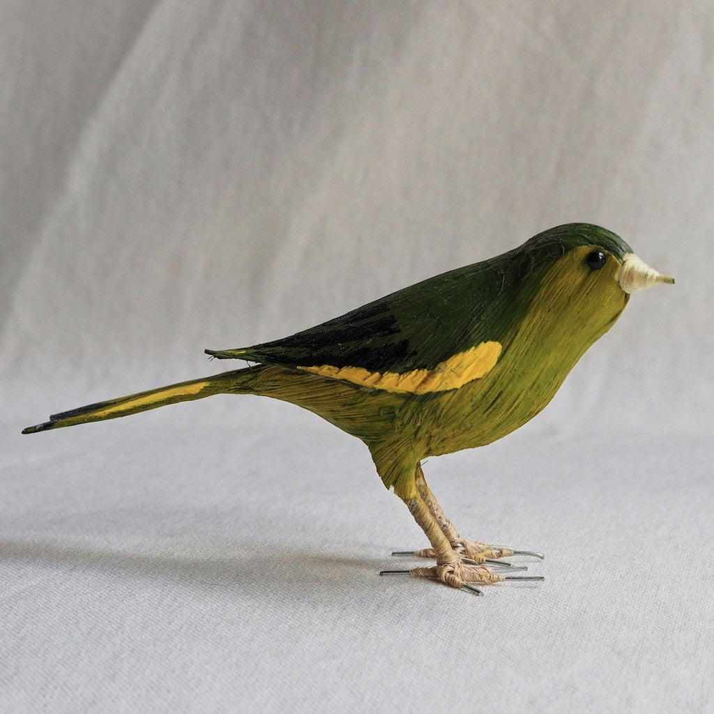 VERDERON | CHLORIS CHLORIS | PÁJAROS