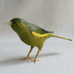 VERDERON | CHLORIS CHLORIS | PÁJAROS