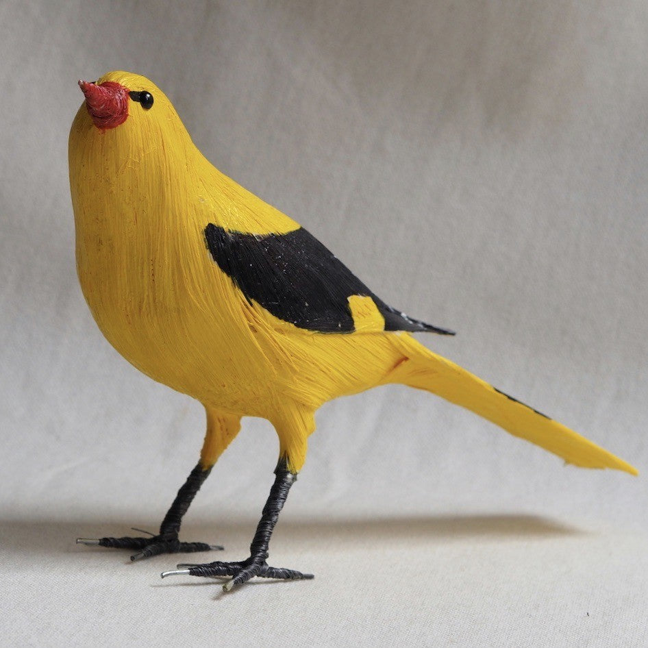 ORONPENDOLA | ORIOLUS ORIOLUS | PÁJAROS