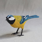 HERRERILLO | CYANISTES CAERULEUS | PÁJAROS