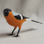 CAMACHUELO | PYRRHULA PYRRHULA | PÁJAROS