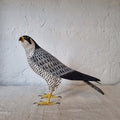 HALCON PEREGRINO | FALCO PEREGRINUS | PÁJAROS
