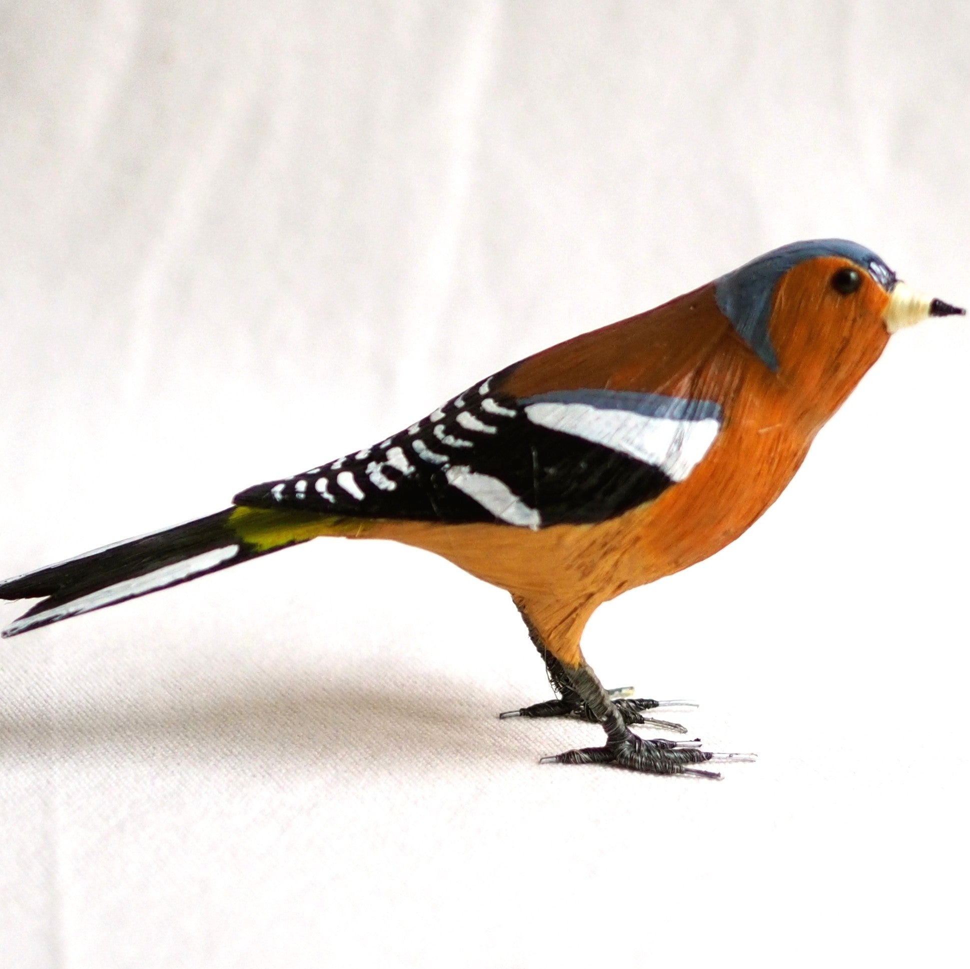 PINZON VULGAR | FRINGILLA COELEBS | PÁJAROS
