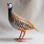 PERDIZ COMUN | ALECTORIS RUFA | PÁJAROS