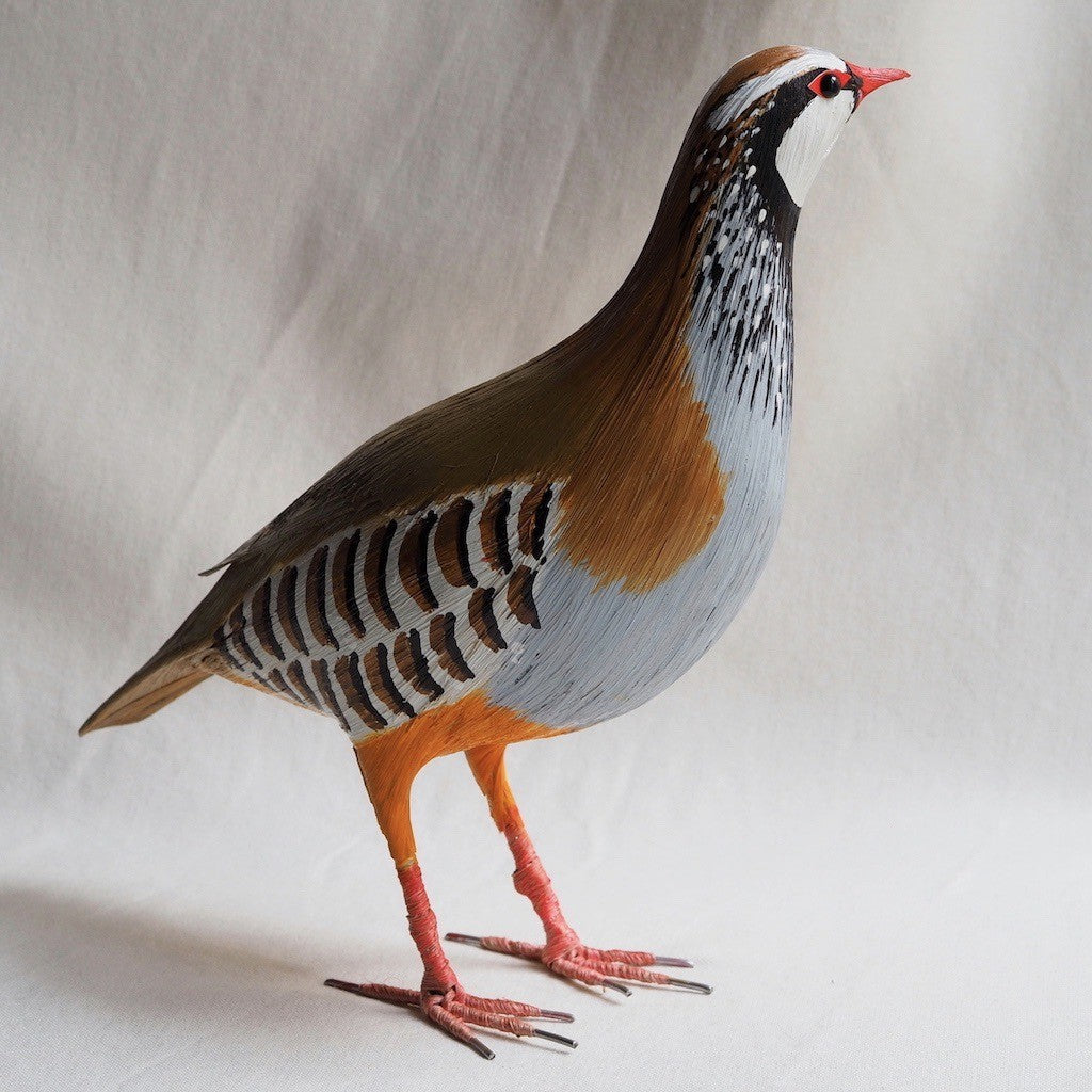 PERDIZ COMUN | ALECTORIS RUFA | PÁJAROS