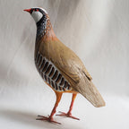 PERDIZ COMUN | ALECTORIS RUFA | PÁJAROS