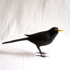 MIRLO | TURDUS MERULA | PÁJAROS