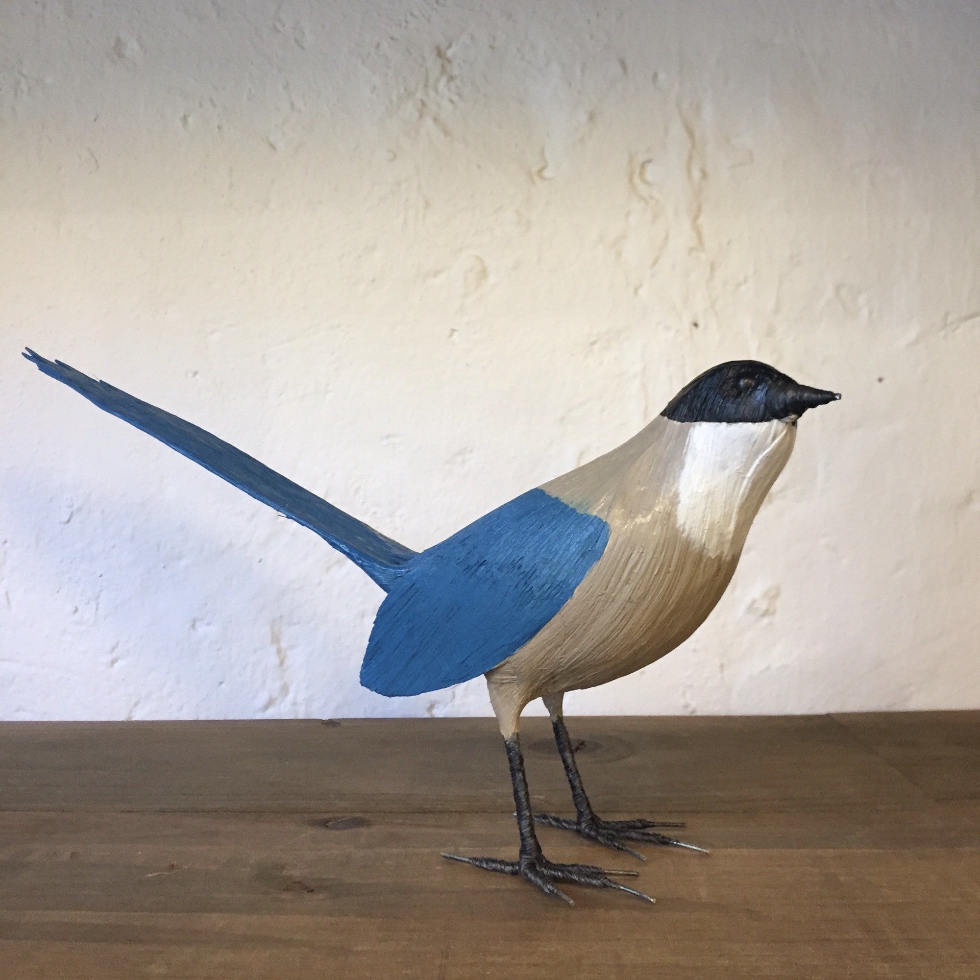 RABILARGO | CYANOPICA COOKI | PÁJAROS