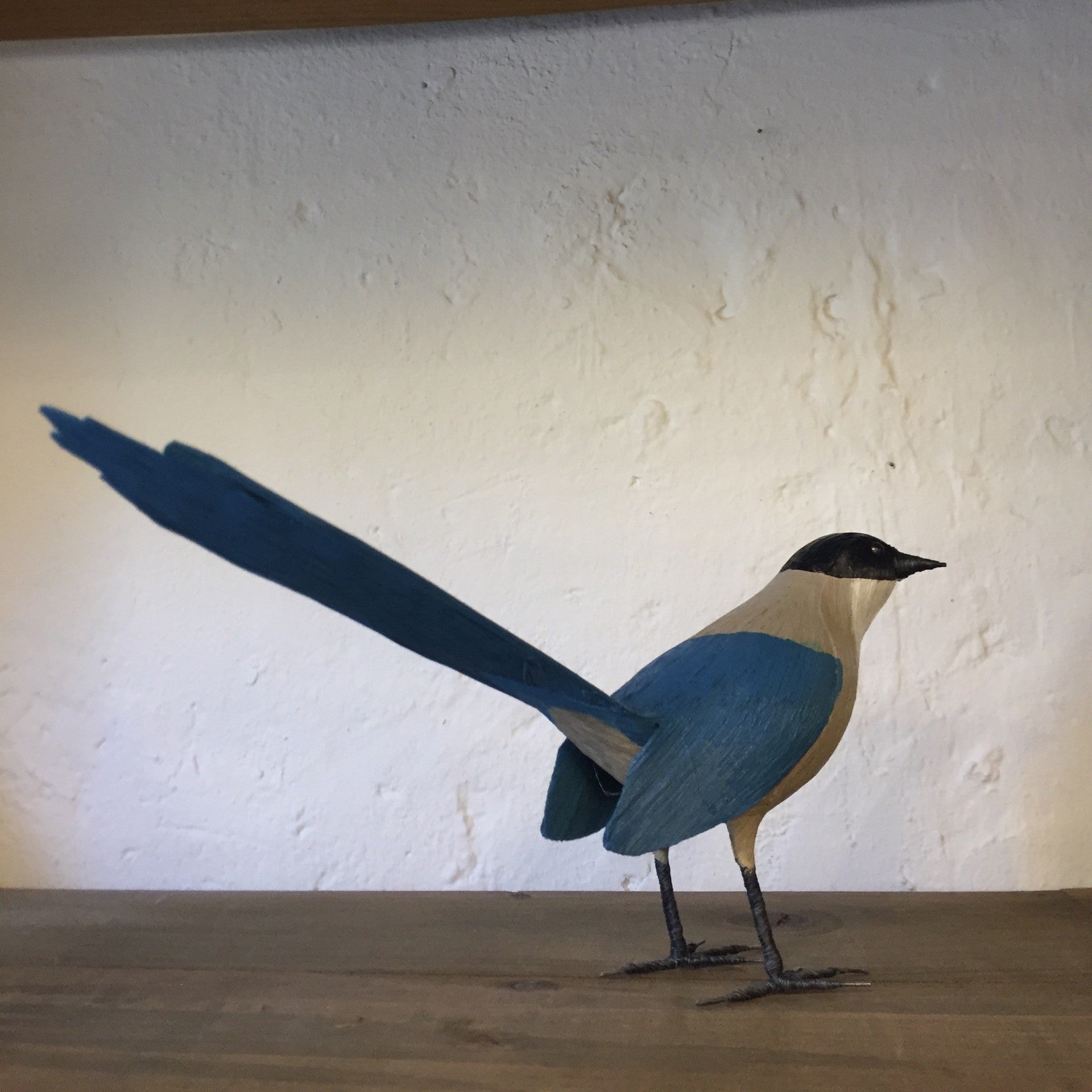 RABILARGO | CYANOPICA COOKI | PÁJAROS