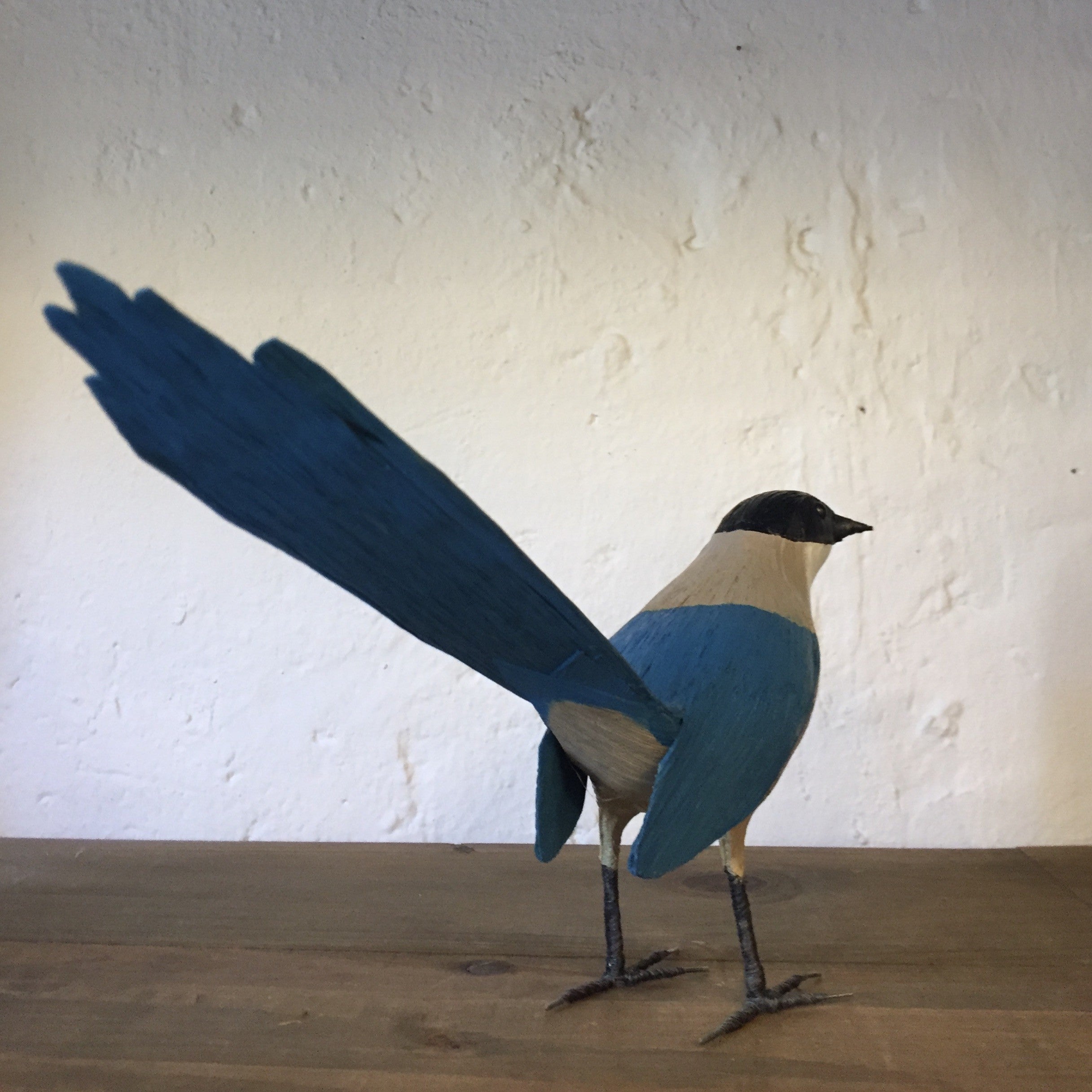 RABILARGO | CYANOPICA COOKI | PÁJAROS