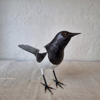 URRACA | PICA PICA | PÁJAROS