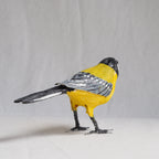 CARBONERO | PARUS MAJOR | PÁJAROS