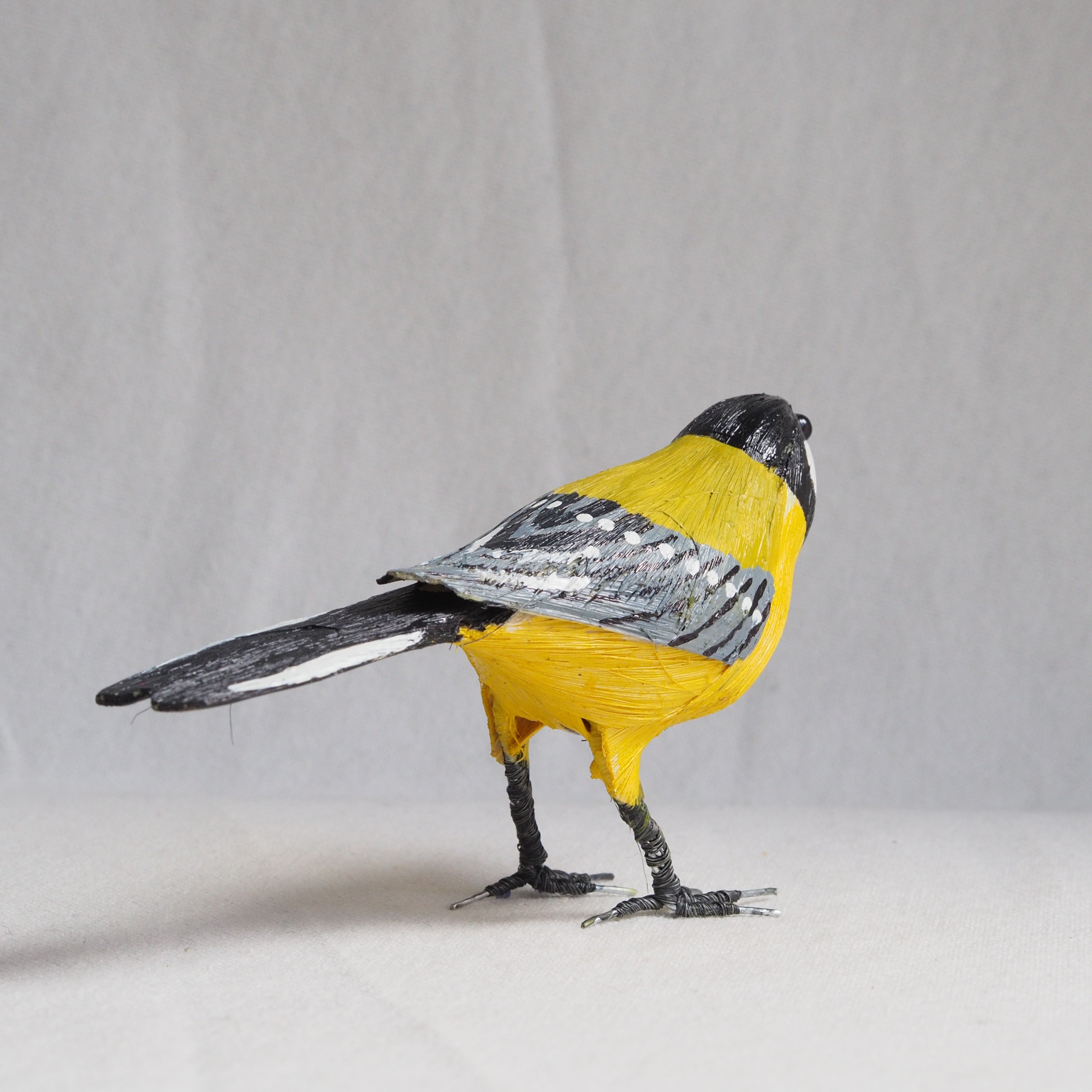 CARBONERO | PARUS MAJOR | PÁJAROS