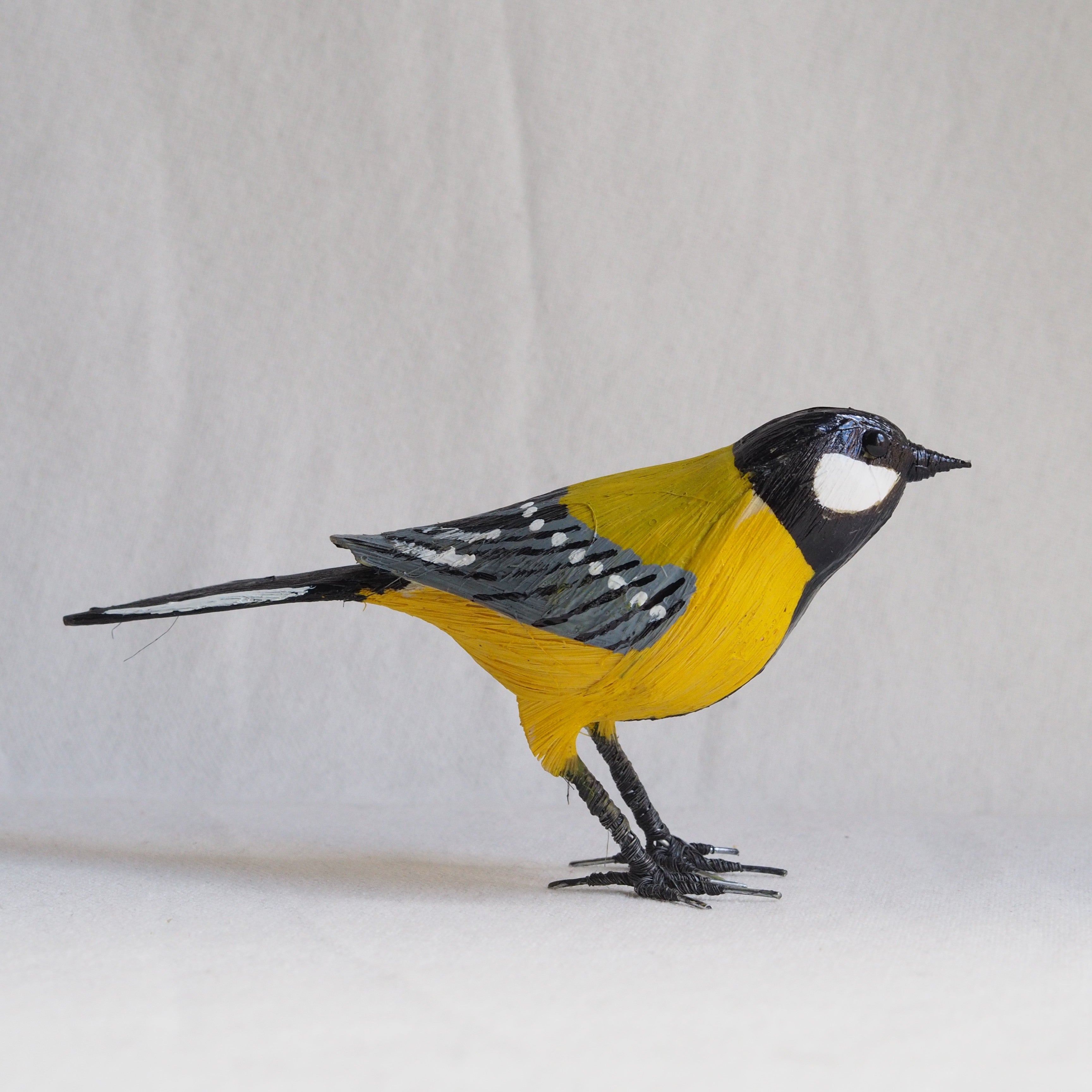 CARBONERO | PARUS MAJOR | PÁJAROS