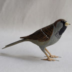GORRION | PASSER DOMESTICUS | PÁJAROS