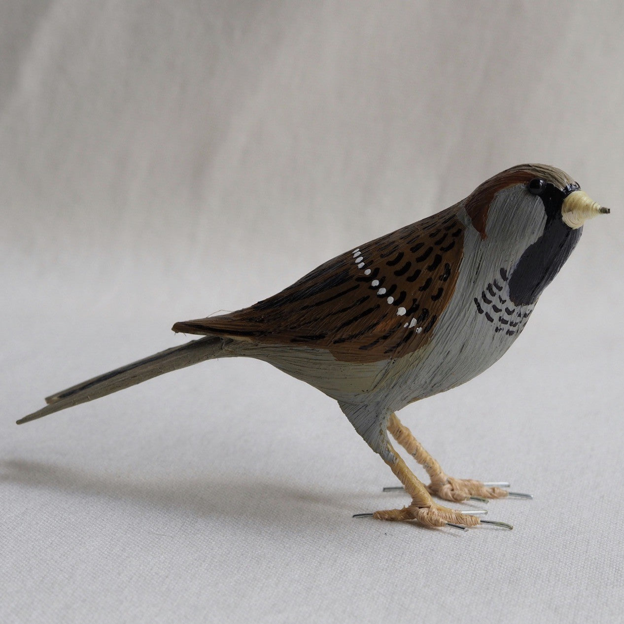 GORRION | PASSER DOMESTICUS | PÁJAROS