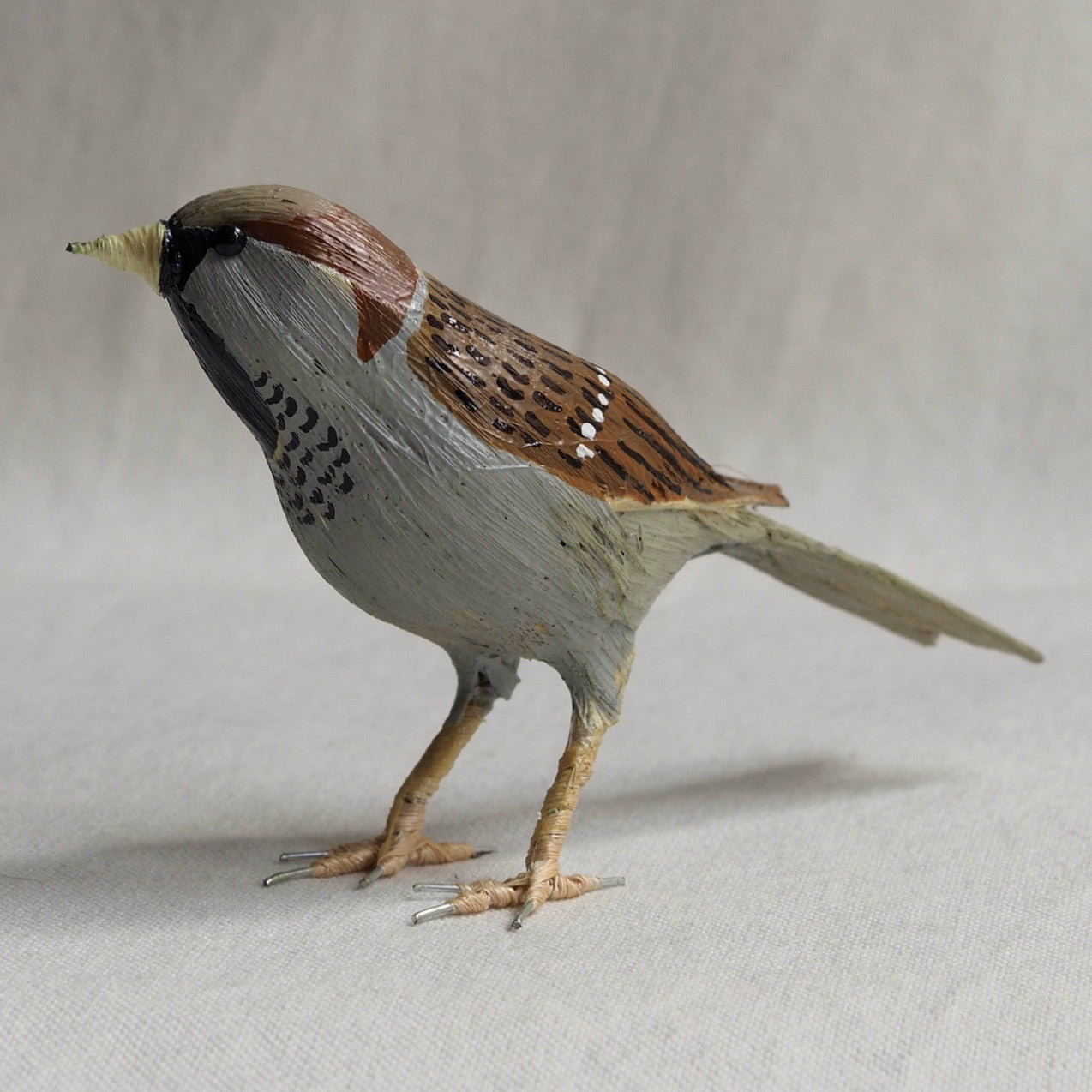 GORRION | PASSER DOMESTICUS | PÁJAROS