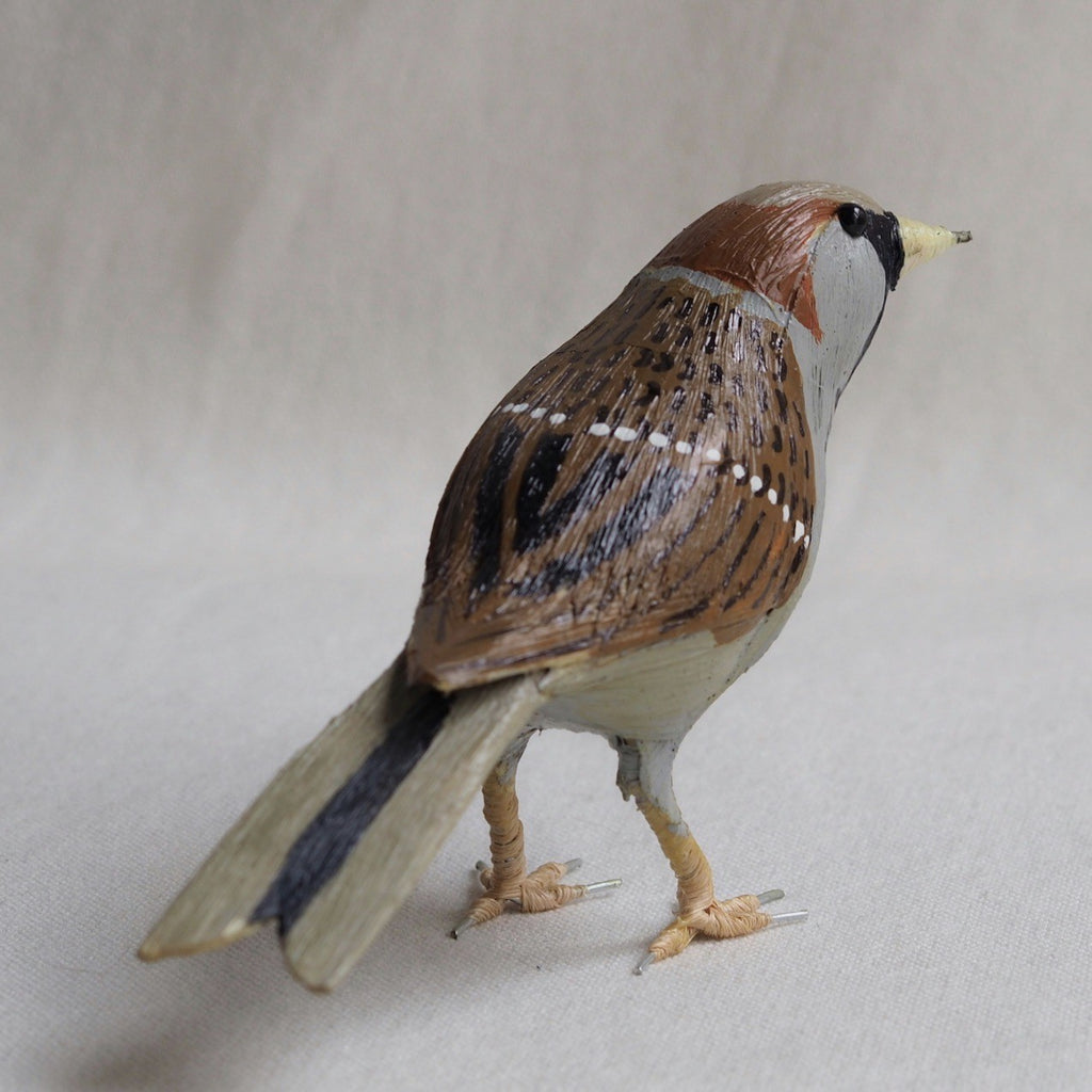 GORRION | PASSER DOMESTICUS | PÁJAROS