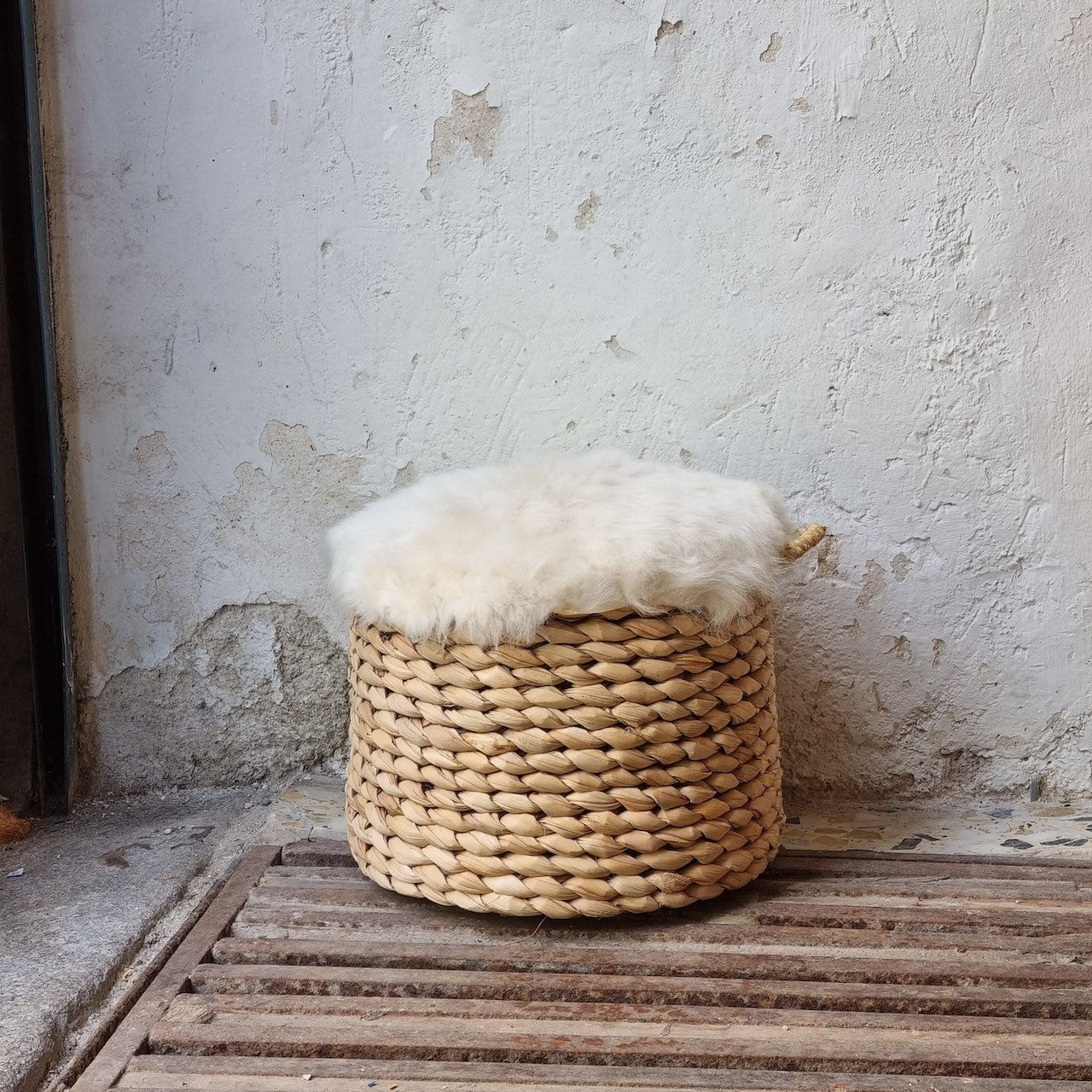 SERIJO PEQUEÑO | COCOL