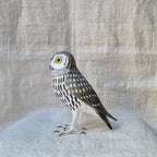 MOCHUELO | ATHENE NOCTUA | PÁJAROS