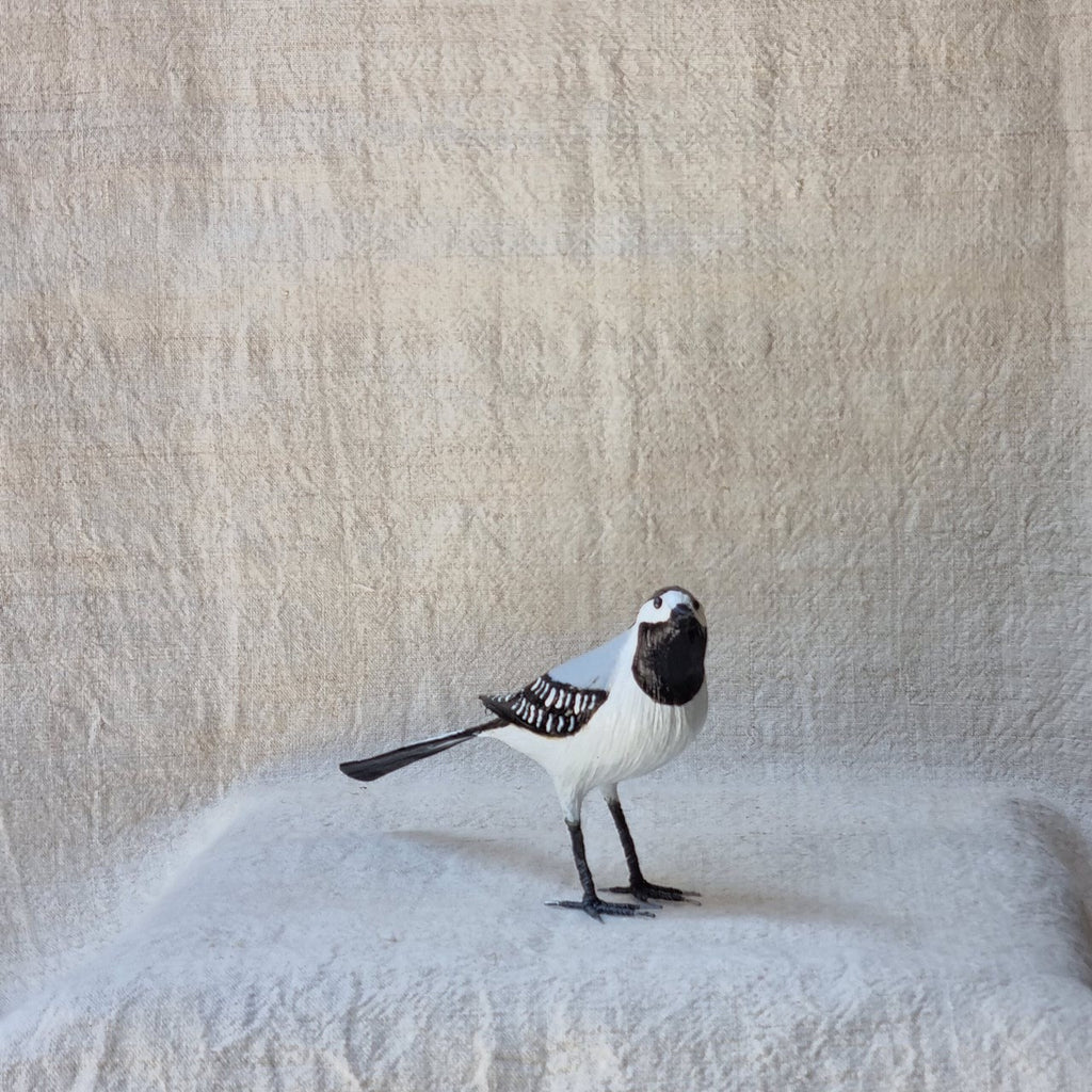 ZORZAL | TURDUS | PÁJAROS