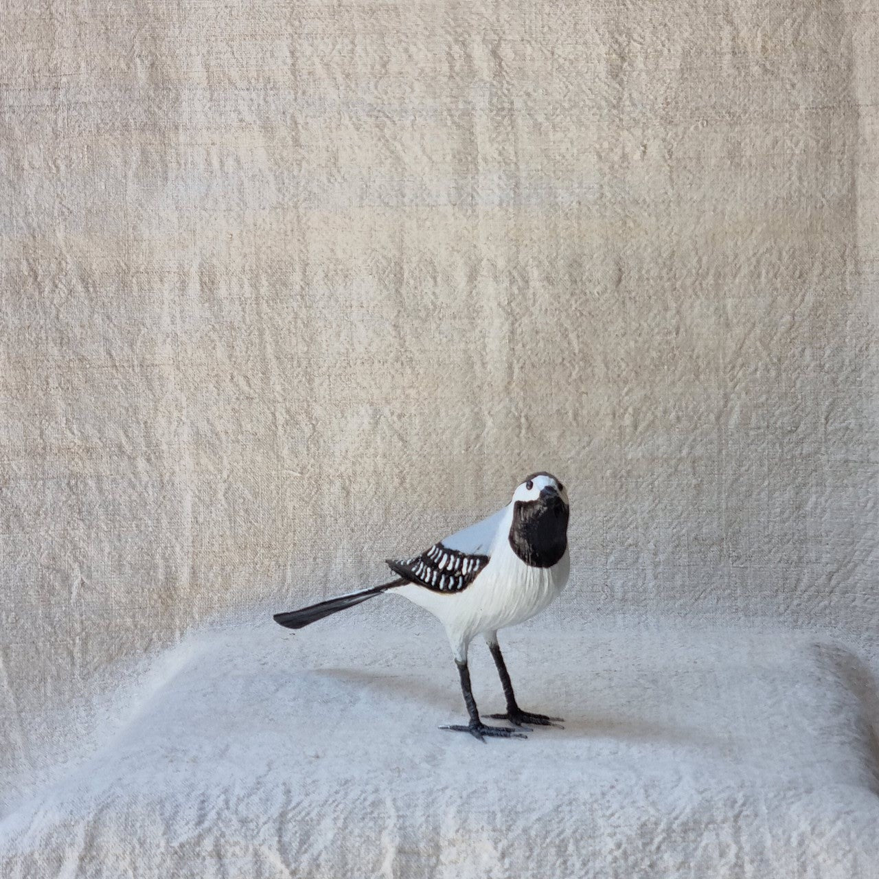 ZORZAL | TURDUS | PÁJAROS
