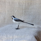 ZORZAL | TURDUS | PÁJAROS