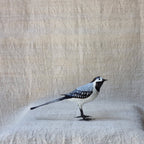 ZORZAL | TURDUS | PÁJAROS
