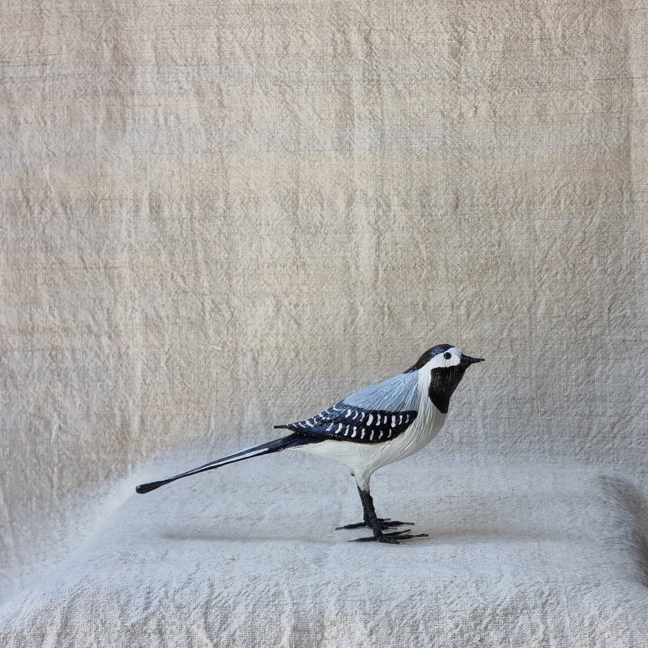 ZORZAL | TURDUS | PÁJAROS