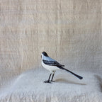 ZORZAL | TURDUS | PÁJAROS