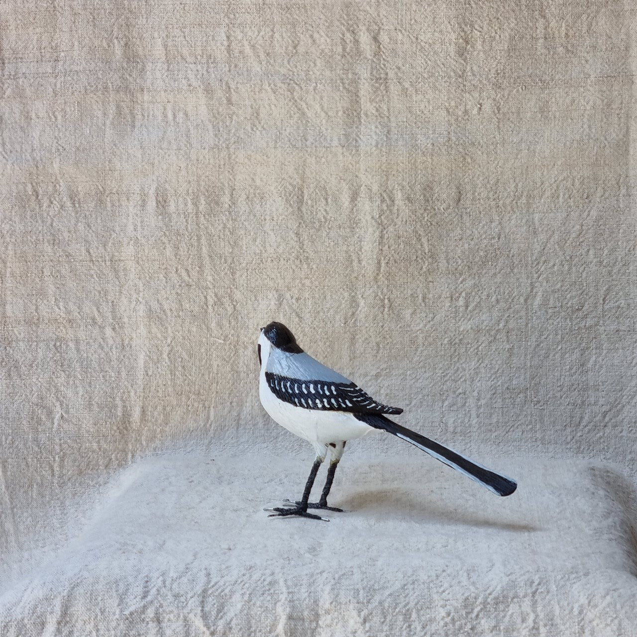 ZORZAL | TURDUS | PÁJAROS
