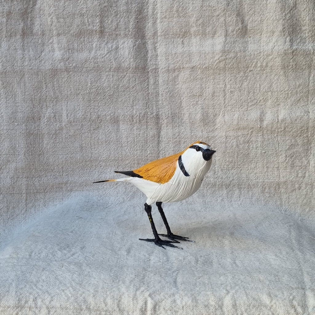 CHORLITEJO PATINEGRO | CHARADRIUS ALEXANDRINUS | PÁJAROS