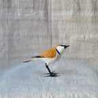 CHORLITEJO PATINEGRO | CHARADRIUS ALEXANDRINUS | PÁJAROS