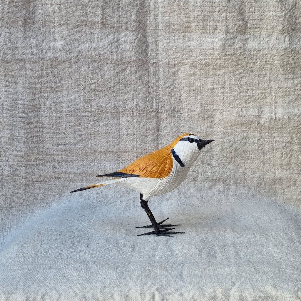 CHORLITEJO PATINEGRO | CHARADRIUS ALEXANDRINUS | PÁJAROS