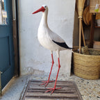 CIGÜEÑA | CICONIA CICONIA | PÁJAROS