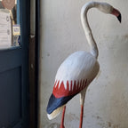 FLAMENCO | PHOENICOPTERUS | PÁJAROS