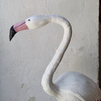 FLAMENCO | PHOENICOPTERUS | PÁJAROS