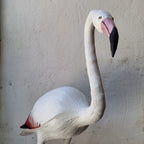 FLAMENCO | PHOENICOPTERUS | PÁJAROS
