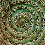 ASSIETTE VERTE TITO 2025 27cm